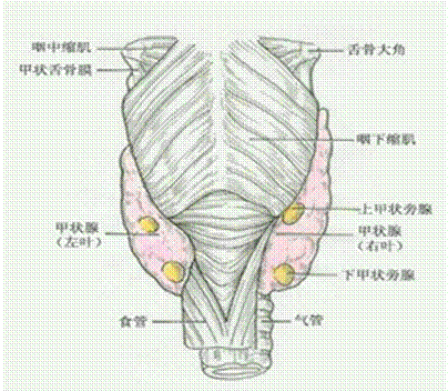环甲膜位置解剖图图片