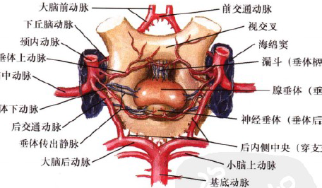 垂体腺瘤科普知识系列一:走进垂体,掀起你的盖头来 ——四两拨千斤,小