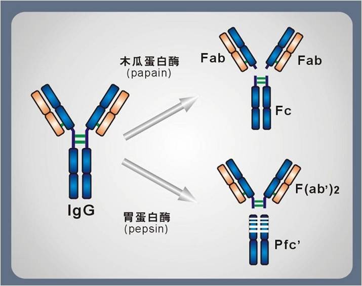 類風溼因子陽性說明什麼問題?