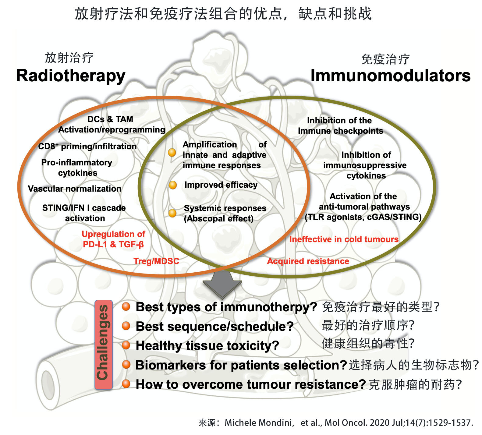(图4,放疗联合免疫治疗的优点,缺点及挑战)