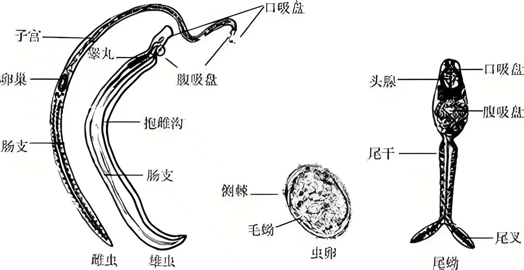 图文图片