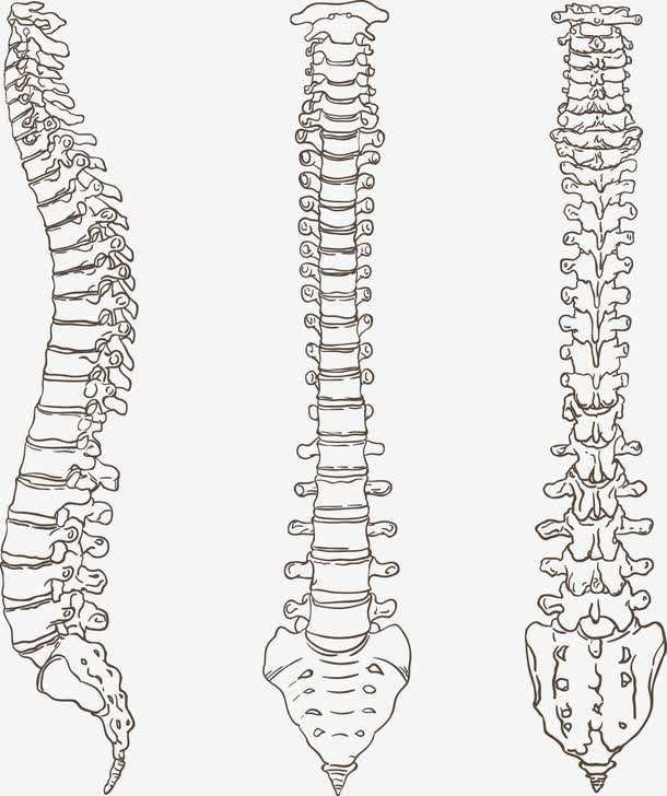 正常人体脊柱由24块椎骨组成,其中颈椎7块,胸椎12块,腰椎5块,腰椎下方