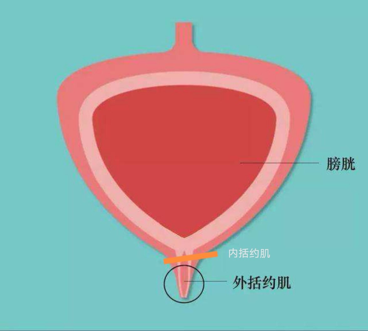 男性不育_发病原因_治疗方式 - 好大夫在线