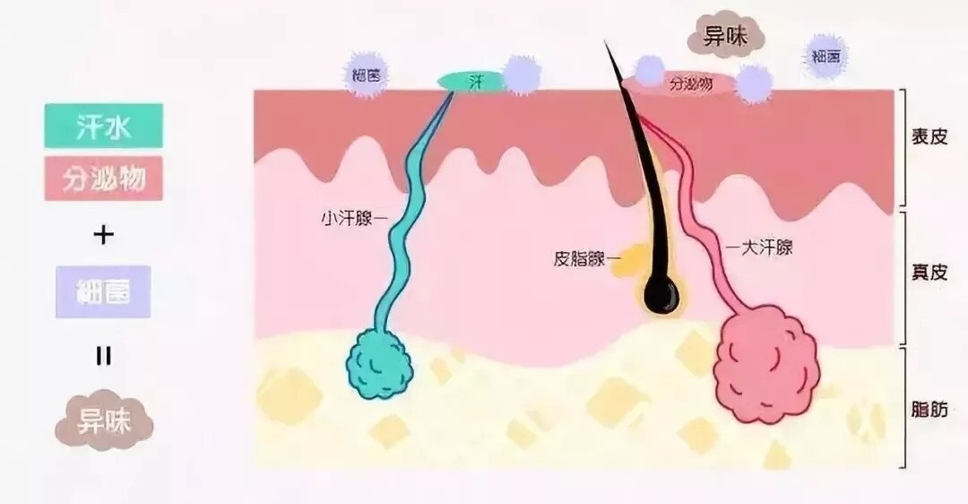 腋窝大汗腺的分泌物 皮肤表面细菌的作用,就形成特殊的刺鼻气味