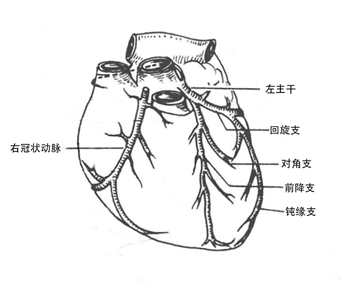 冠狀動脈的解剖:冠狀動脈是心臟為自身提供血液的血管系統,覆蓋在心臟