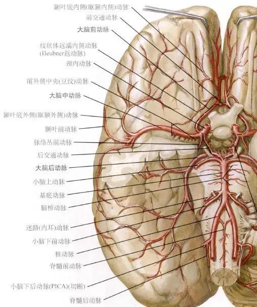 颈性眩晕综合症 从解剖到治疗 引自骨今中外 颈椎病