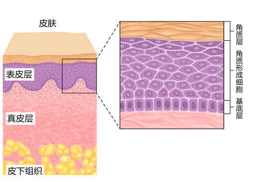 皮肤的最外层是表皮层,在这层中最底下的基底细胞不断生长,分化成角质