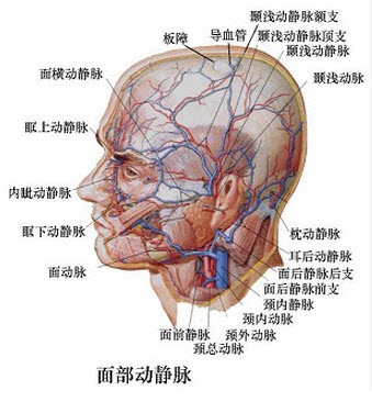 太阳穴是颅顶骨,额骨,蝶骨及颞骨的交汇之处,被称为"翼点"或"翼缝"
