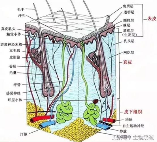 眼部皮肤生理结构图片