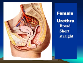 由于性别差异,女性尿道较平直,且比男性尿道更短更宽,病原菌等更容易