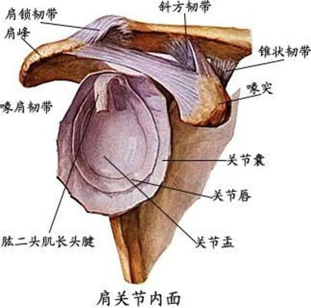 喙突至锁骨的喙锁韧带(斜方韧带与锥状韧带)锁骨与喙突平均距离为1