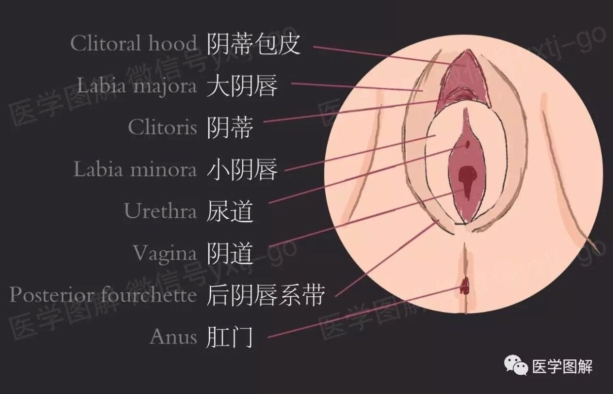 小阴唇 小东西有大危害丨小阴唇肥大的危害您真的了解吗_外阴整形_外阴整形治疗介绍- 好大夫在线