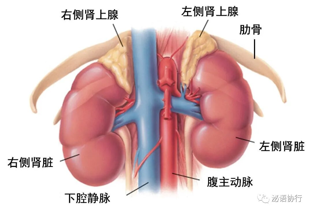 肾上腺大体解剖结构图图片