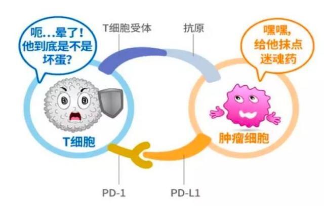 肺癌的免疫治疗(二—免疫治疗的原理