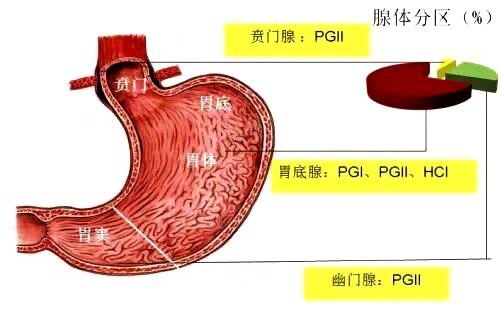 目前採用pg i和pgr (pg i/pg ii比值)兩個指標綜合判定胃體黏膜的分泌