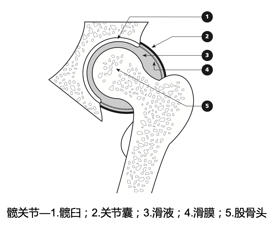髋关节素描图图片
