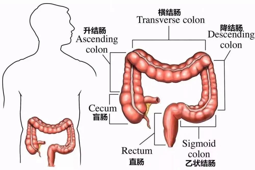 乙状结肠和直肠示意图图片