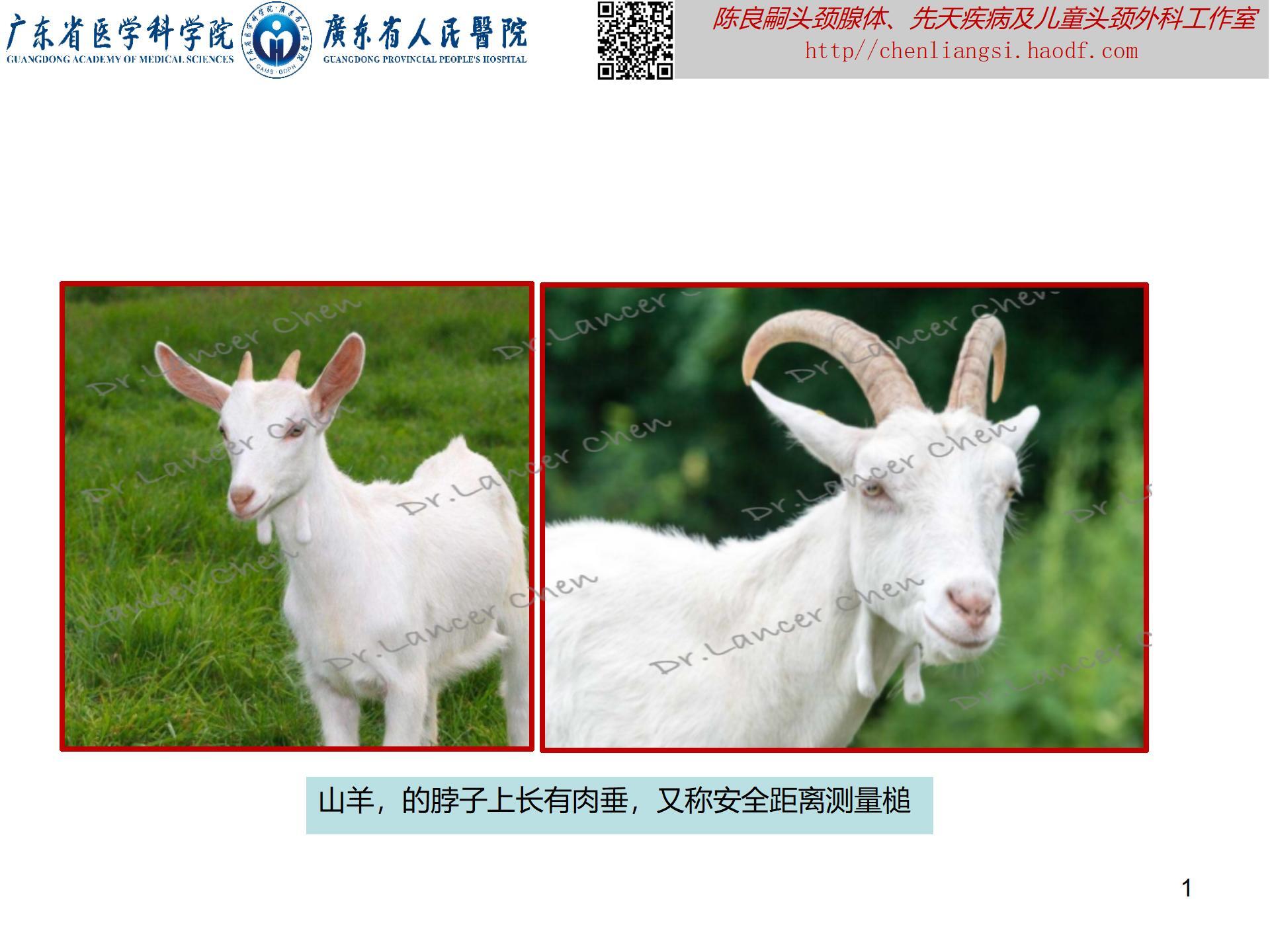医学科普——颈部鳃源性皮肤软骨遗迹:一种形似山羊脖子上肉垂的 医学科普——颈部鳃源性皮肤软骨遗迹:一种形似山羊脖子上肉垂的