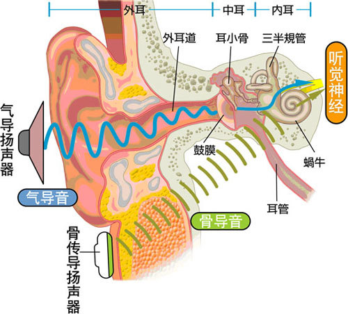 鼓膜的震动引起三块小骨