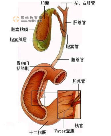 折叠胆囊示意图图片