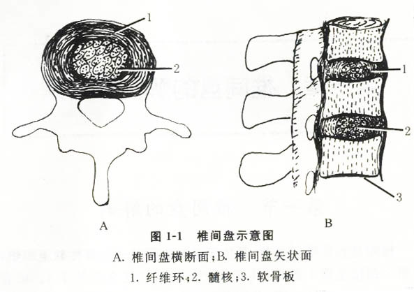 椎间盘的结构