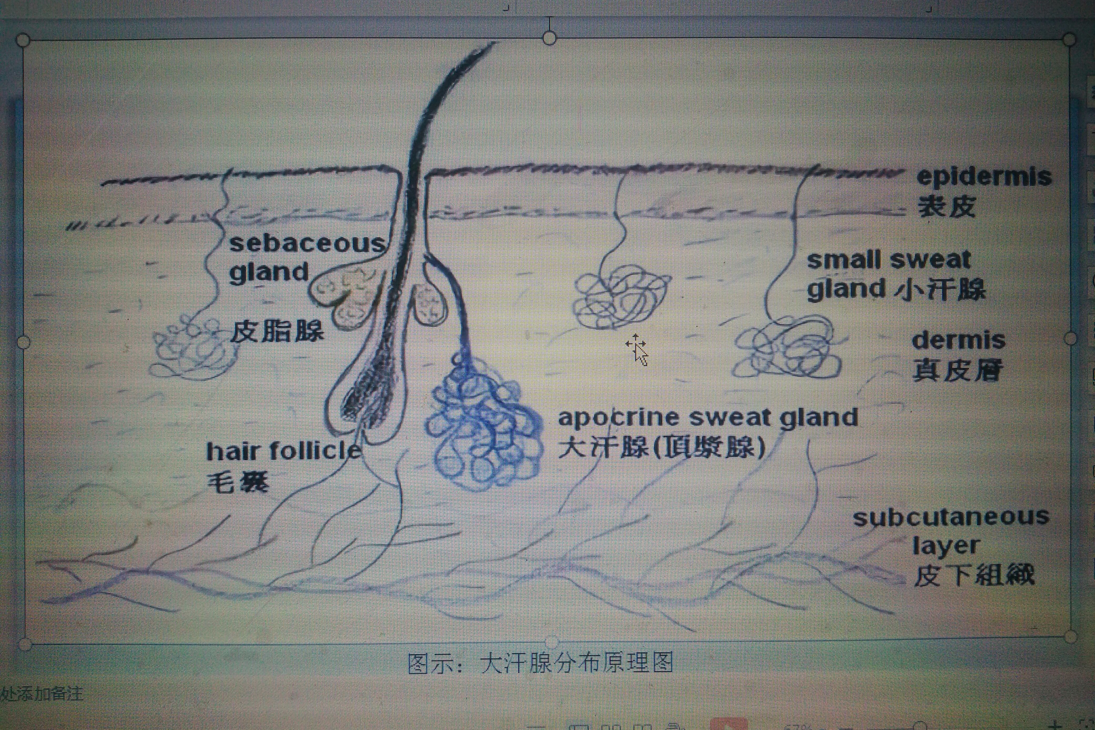 小汗腺全身分佈,分泌無色液體.