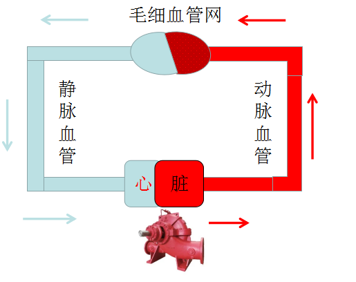 血压是怎么形成的? - 好大夫在线