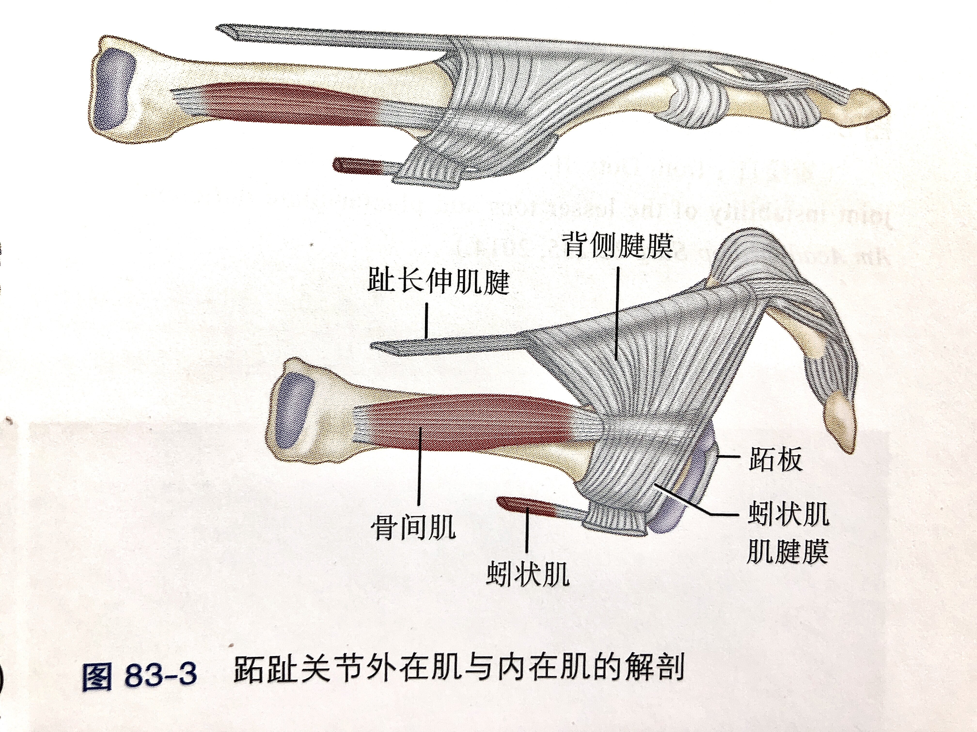 足骨间肌图片