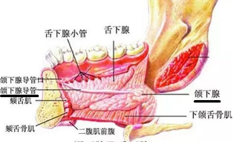 腮腺导管口位置图片