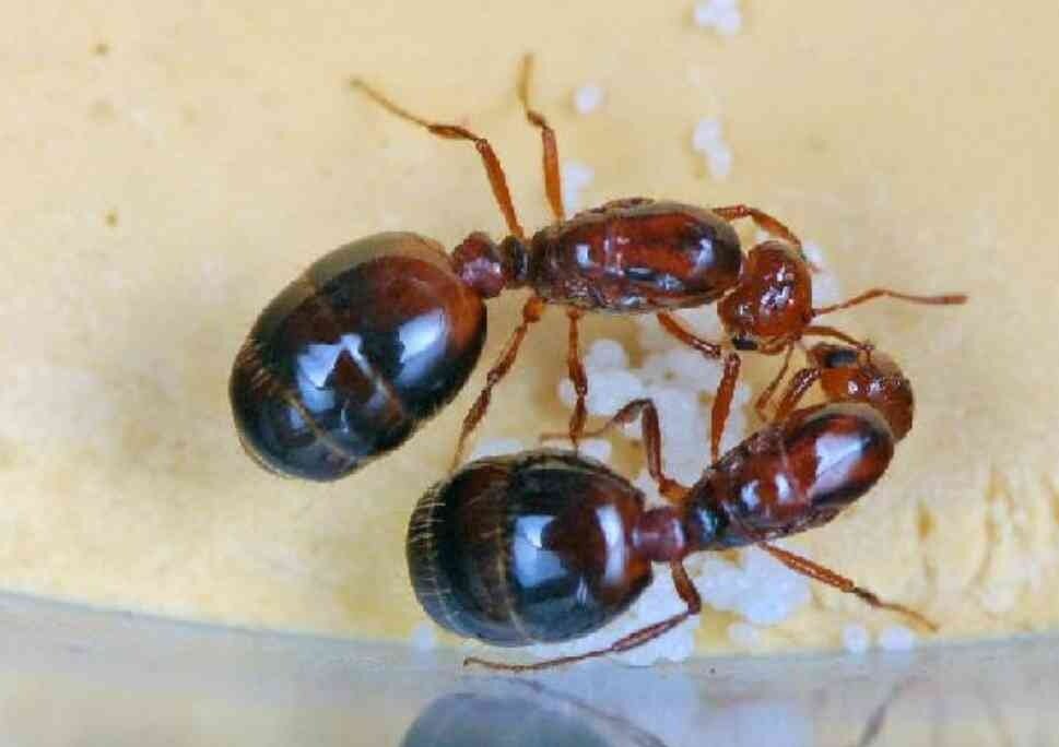 乌尔斑红蚁图片