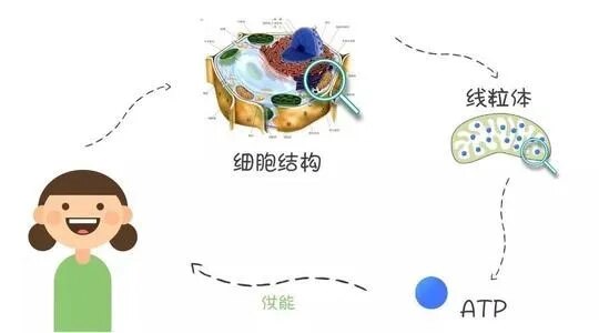 养卵必看 提高卵质量不能仅靠营养补充剂 这几点更重要 试管婴儿 试管婴儿