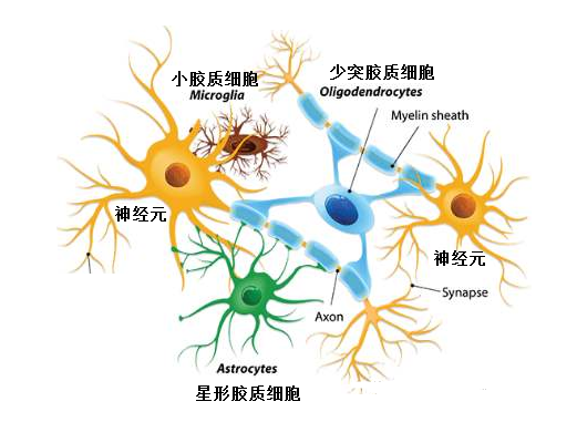 腦組織由神經元(神經細胞)和膠質細胞構成.