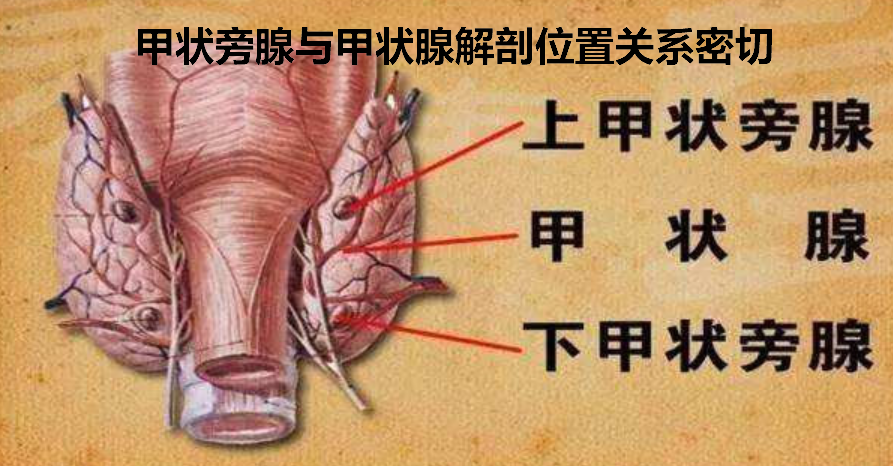 甲狀腺術後出現四肢麻木抽搐的那些事