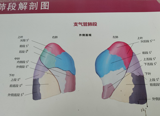 肺段划分口诀及示意图图片
