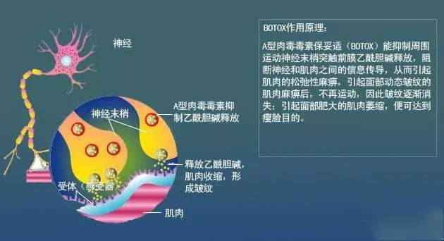肉毒素原理_.png