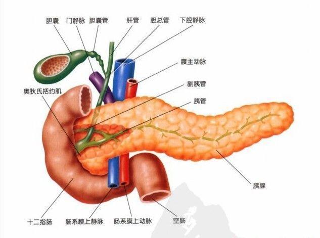 胰腺的解剖位置示意图图片