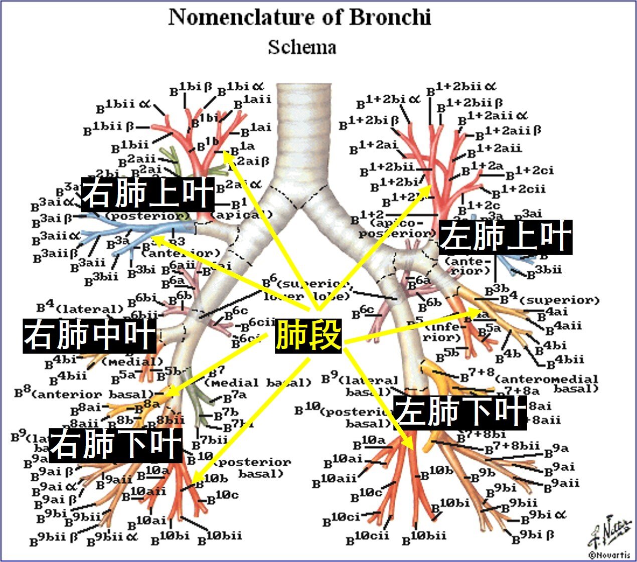 肺五叶十八段示意图图片