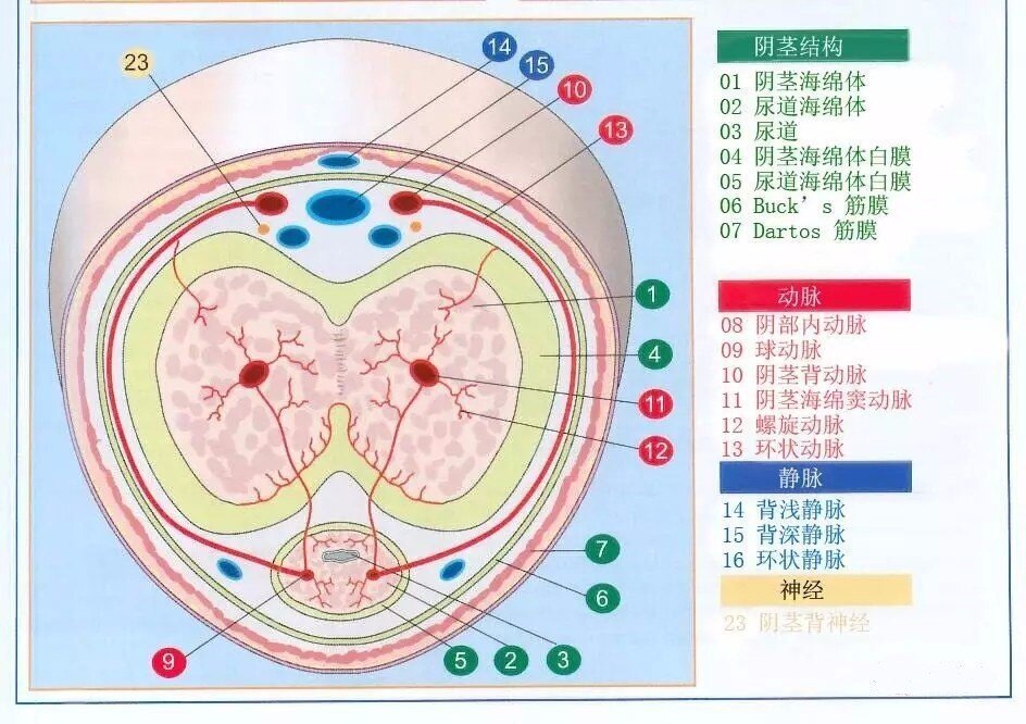  静脉性勃起功能障碍诊断的金标准：阴茎海绵体测压及造影_阴茎异常勃起_阴茎异常勃起相关检查 - 好大夫在线 Bildidee 