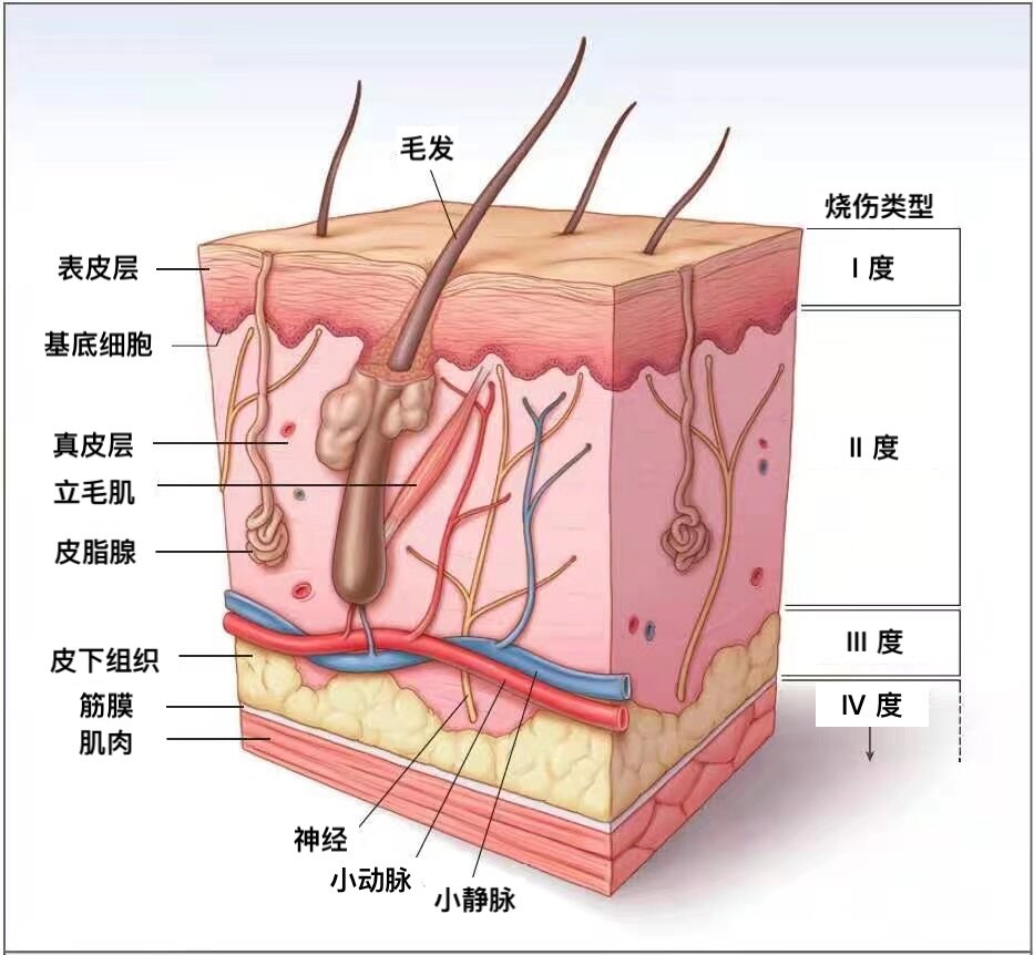 皮肤粘膜示意图图片