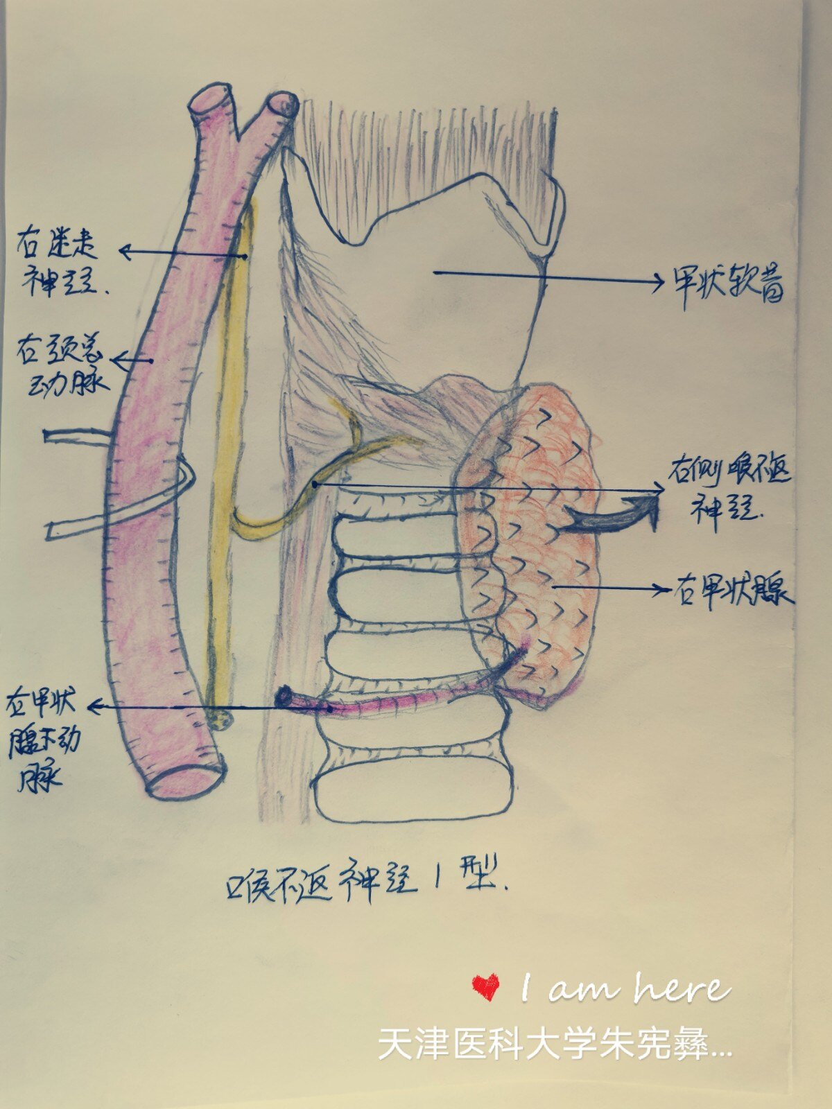 甲状腺解剖图手绘图片