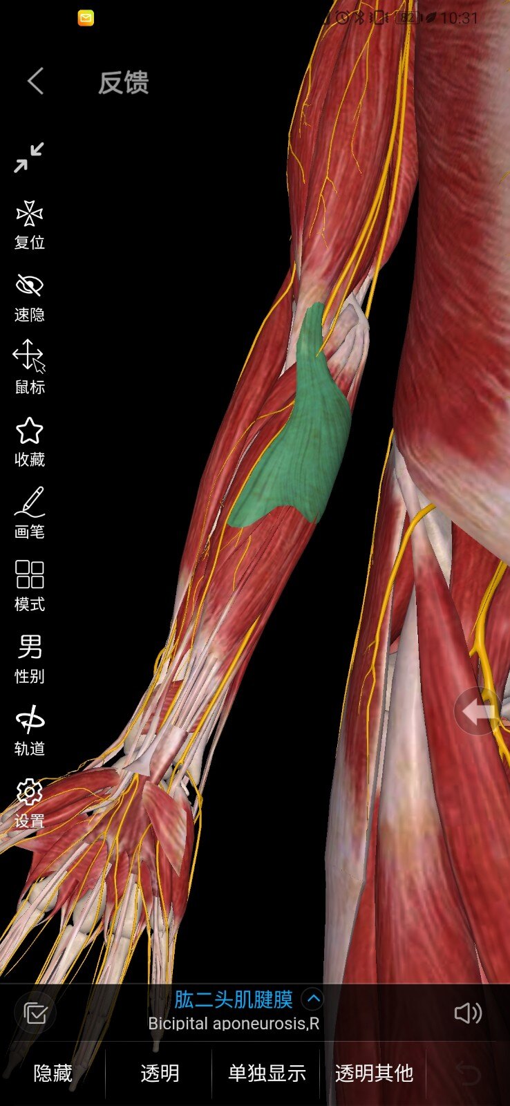 假性肱骨外上髁炎及其诊疗