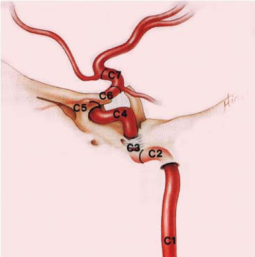 outside the skulls and passes straight up in the carotid sheath