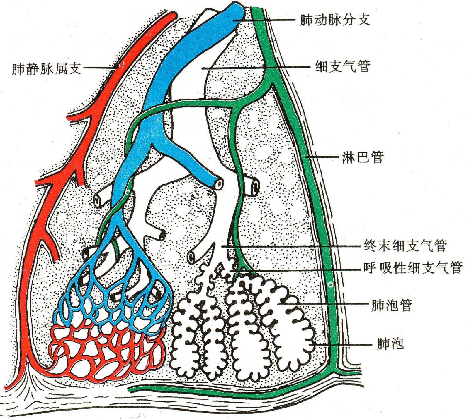 卵圆孔未闭跟脑梗,你不能不知道几件事_卵圆孔未闭_卵圆孔未闭介绍