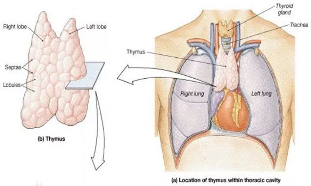 了解一下这个低调的免疫细胞"训练营"_胸腺发育不全_胸腺发育不全症状