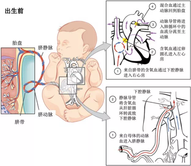 来自母体的血通过脐静脉,静脉导管后进入胎儿的下腔静脉,在与胎儿下