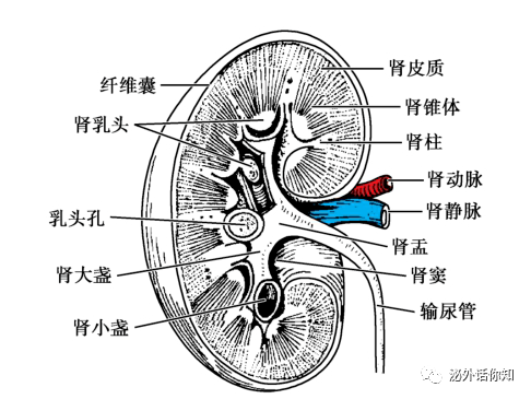 肾结石结构图图片