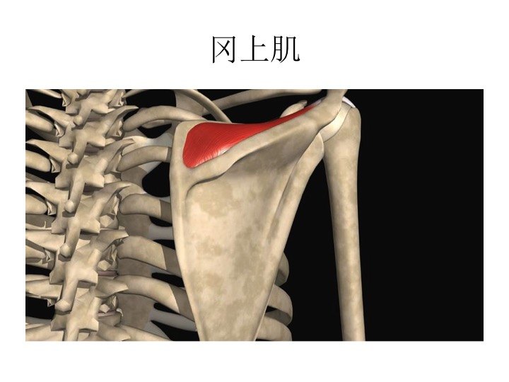 不管是什麼原因造成的肩袖損傷,像是常見的肩袖肌腱