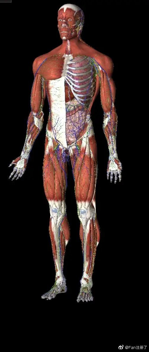 西医基础学科:解剖生理病理药理 - 好大夫在线