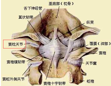 寰枕筋膜的具体位置图图片