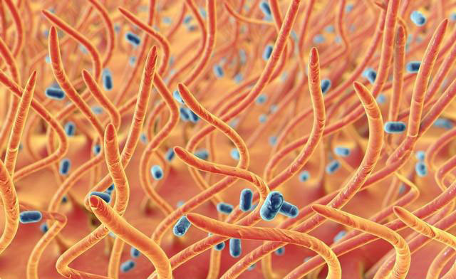 一般每天分泌100ml,气管黏膜上皮细胞的纤毛不断地向外扇动,将气管的